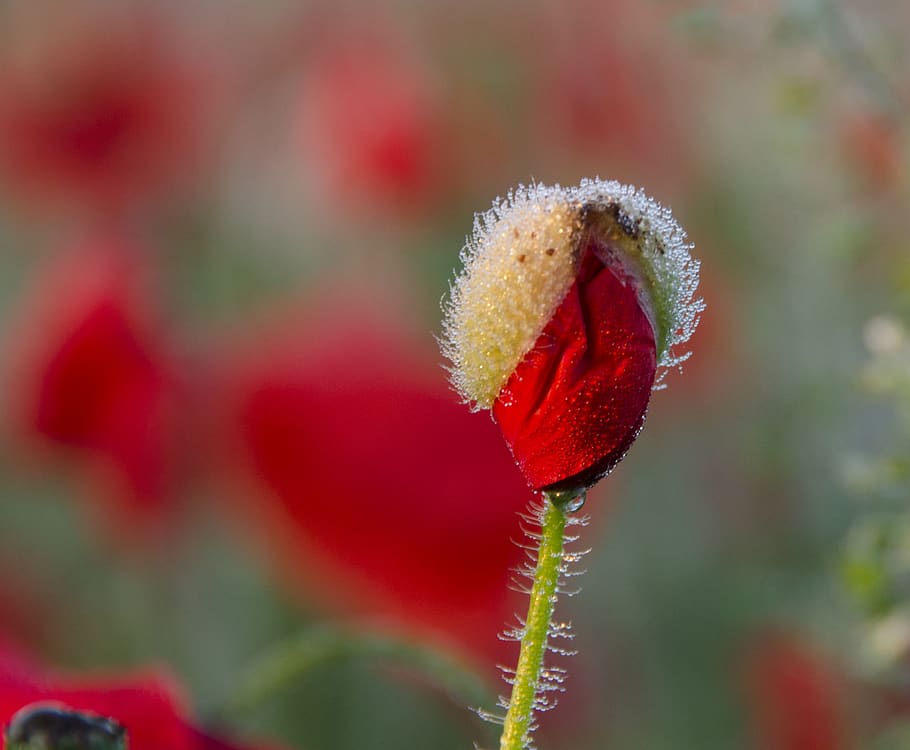 flower, morning, red, soft, plant, growth, beauty in nature HD wallpaper