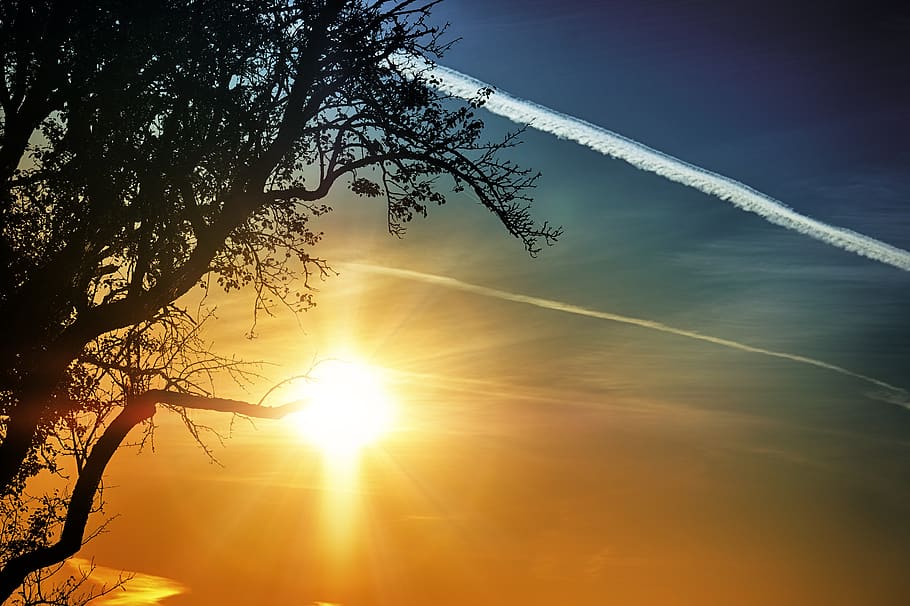 tree, sunbeam, sunrise, sunset, sunlight, twilight, landscape HD wallpaper