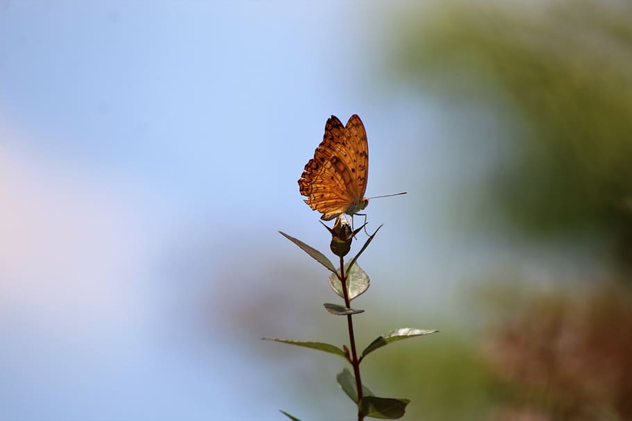butterfly, nature, insects, flora, plant, beauty in nature HD wallpaper