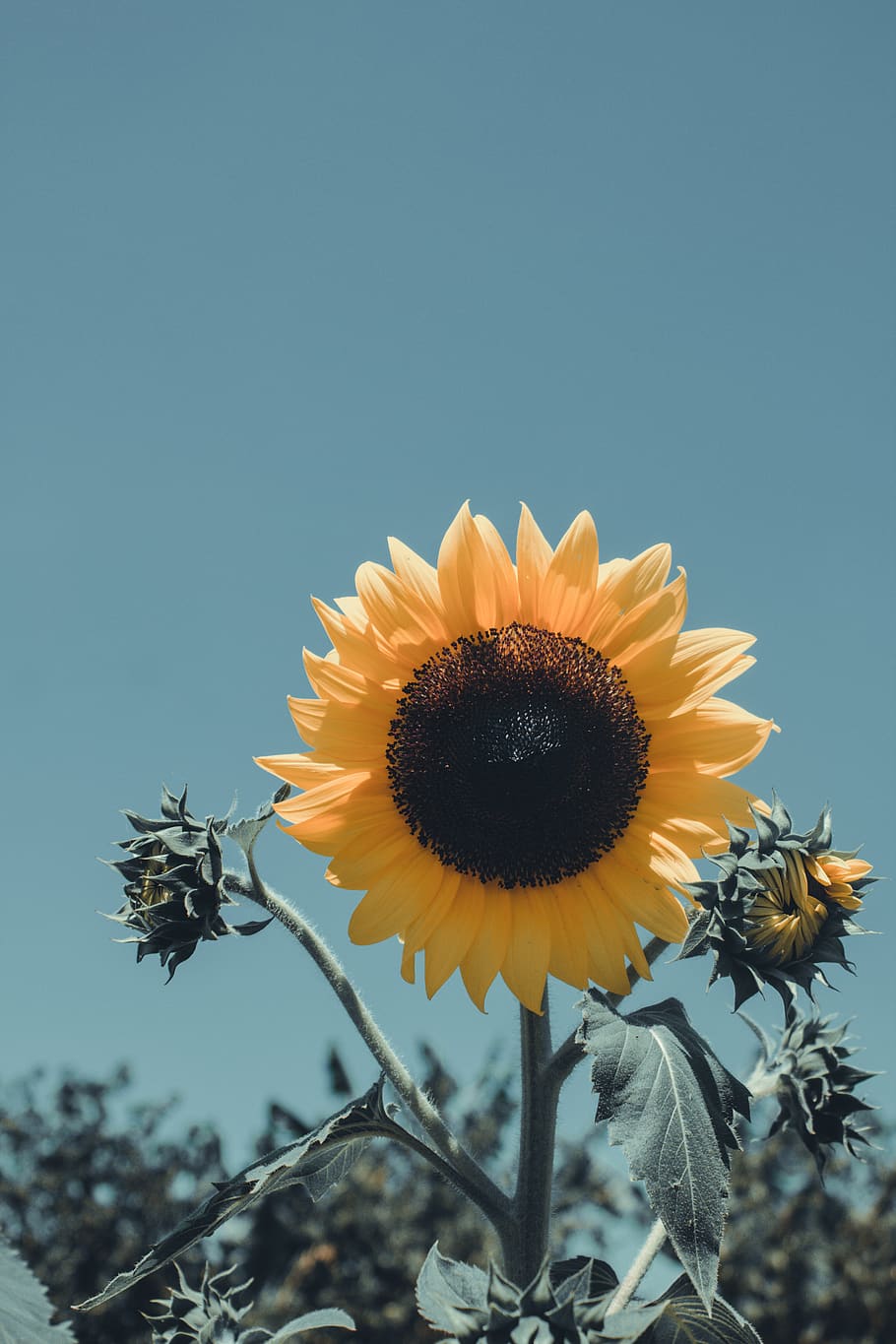 sunflower, flowering plant, fragility, vulnerability, flower head HD wallpaper