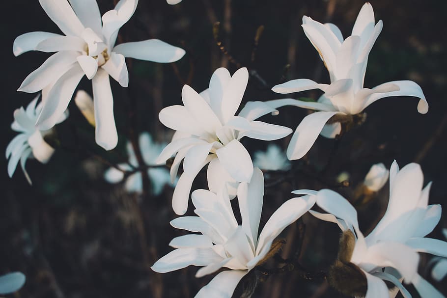White Magnolia Flowers in Closeup Photo, beautiful, bloom, blooming HD wallpaper