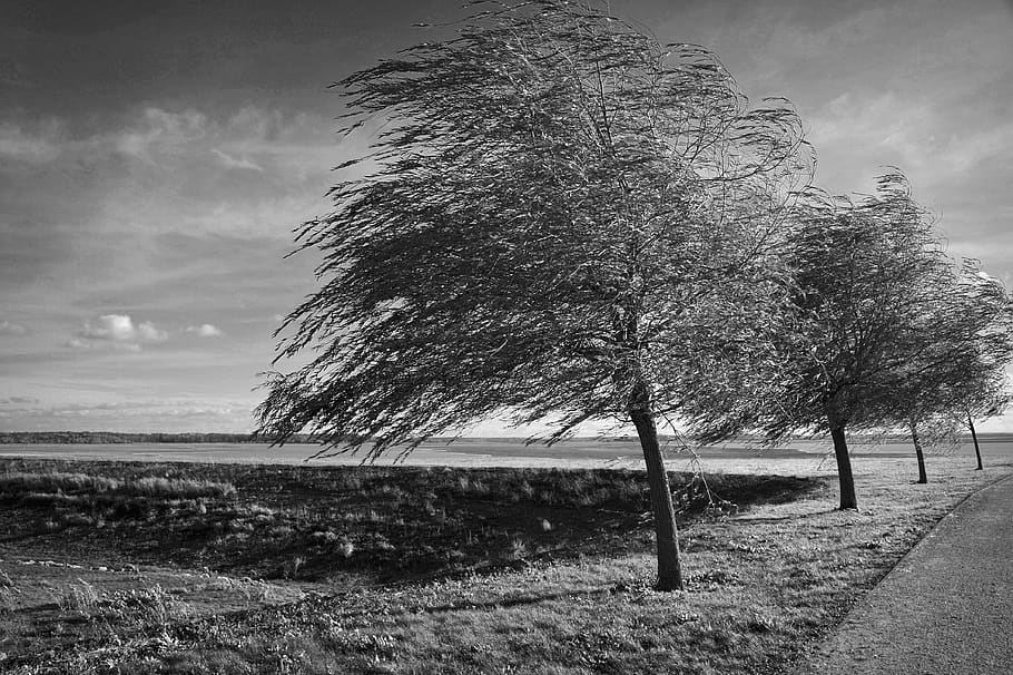 trees, wind, black and white, landscape, nature, autumn, plant HD wallpaper
