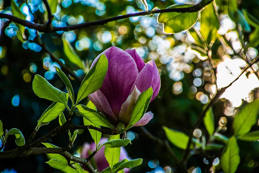 flower, spring, plant, flowering plant, beauty in nature, growth HD wallpaper