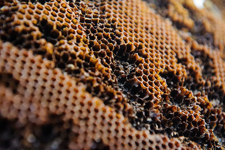 brown honeybee, close-up, honeycomb, beehive, no people, apiculture HD wallpaper