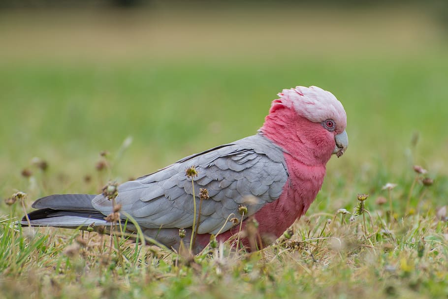 parrot, pink, wild, bird, tropical, exotic, colorful, beak HD wallpaper