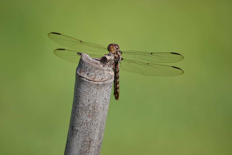 Brown and Black Dragonfly Perching on Brown Bamboo Stick, animal HD wallpaper
