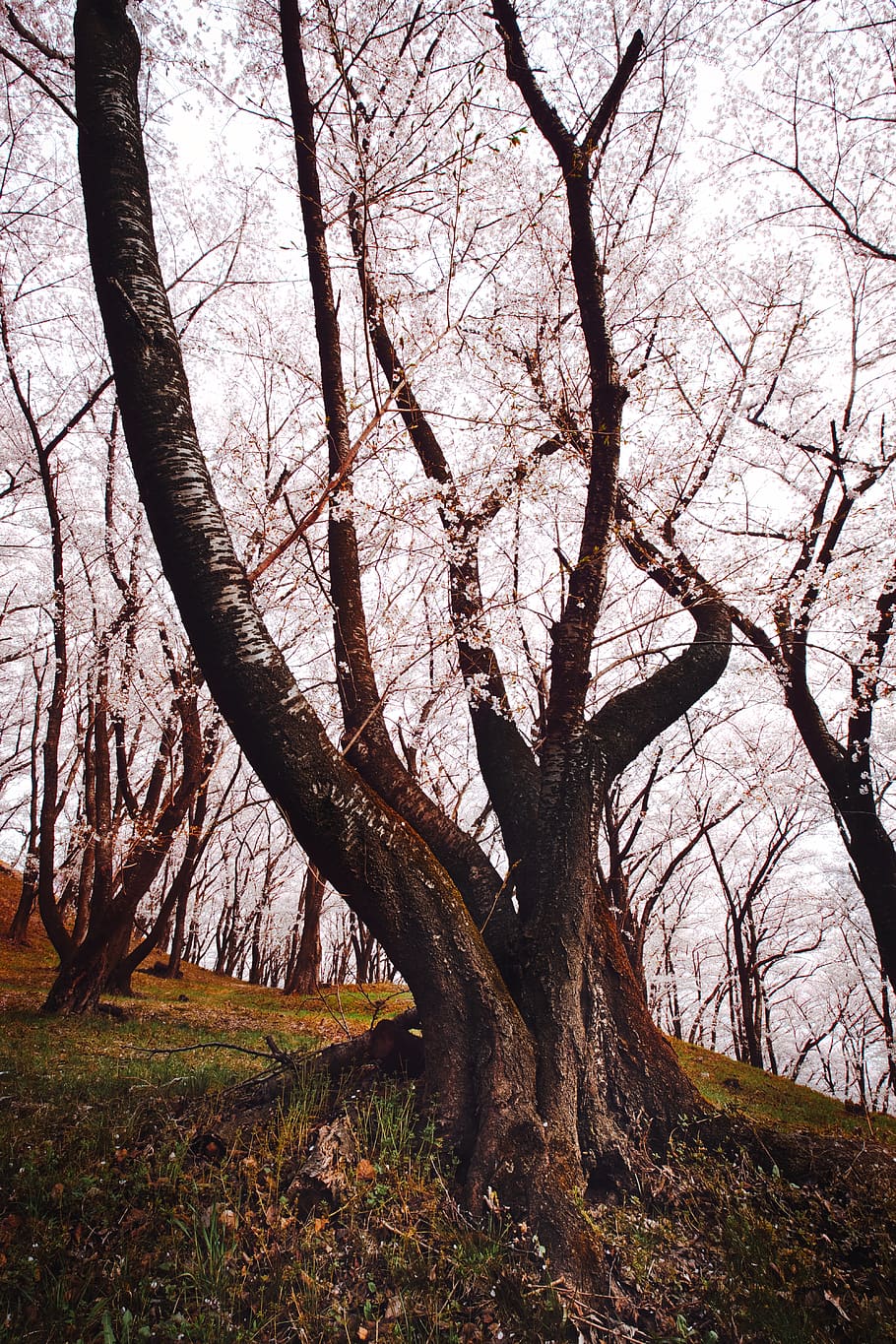 Flowering Tree, branches, japan, nagano, nature, season, trees HD wallpaper