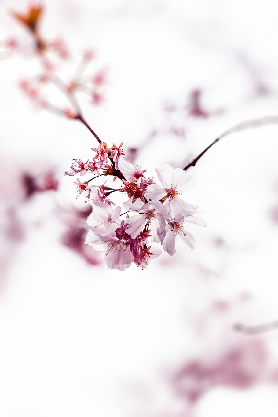 Selective Focus Photo of Cherry Blossom, beautiful, bloom, blooming HD wallpaper