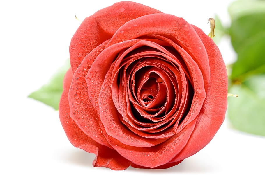 flower, fresh, garden, gift, happy, holiday, isolated, leafs HD wallpaper