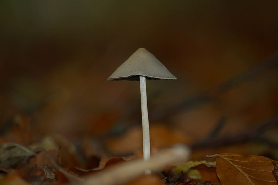 sponge, natural, forest, mushroom, autumn, moss, skovsvampe HD wallpaper