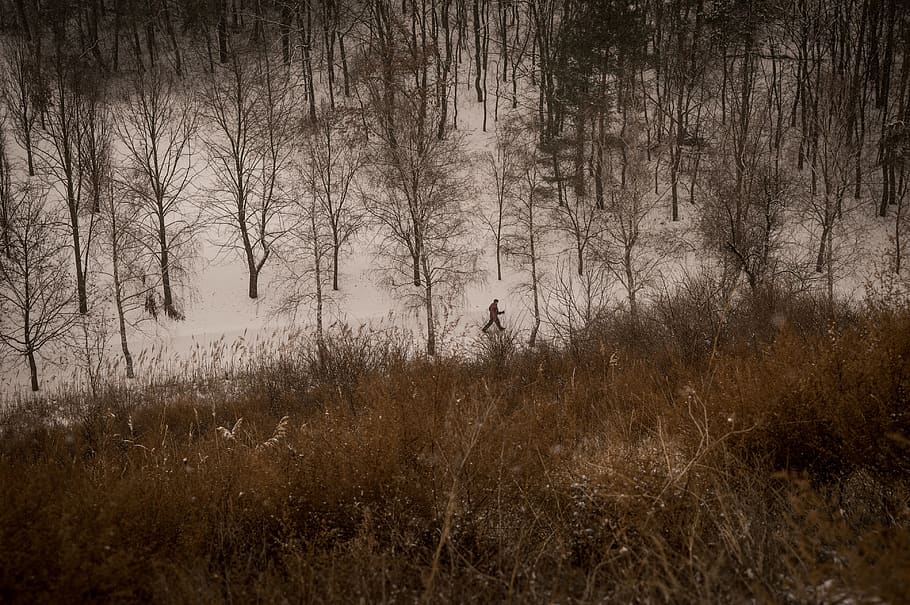 forest, winter, nordic walking, outdoor, snow, nature, trees HD wallpaper