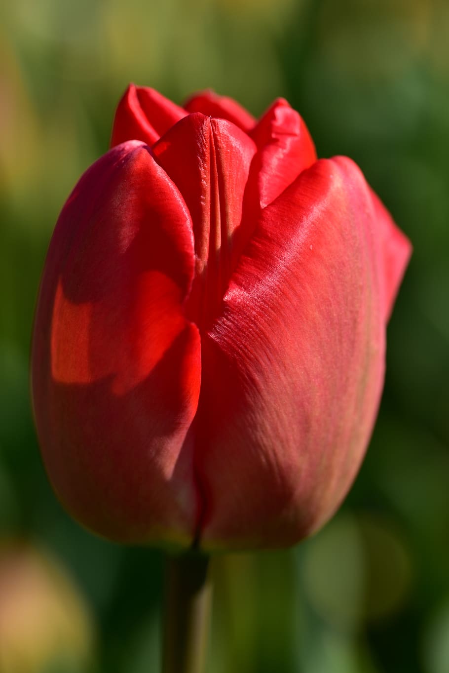 tulip, red, spring, flower, blossom, bloom, nature, plant, easter HD wallpaper