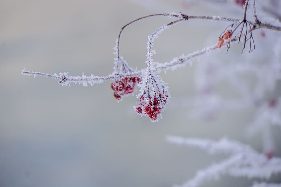 snow covered branches, ice, outdoors, nature, frost, winter, red flower, HD wallpaper