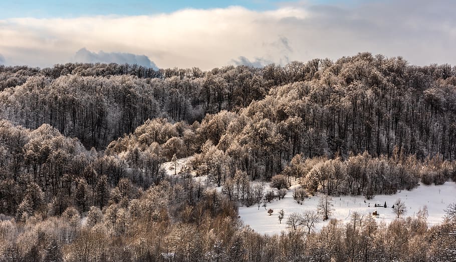 nature, landscape, clouds, sky, trees, forest, woods, snow HD wallpaper