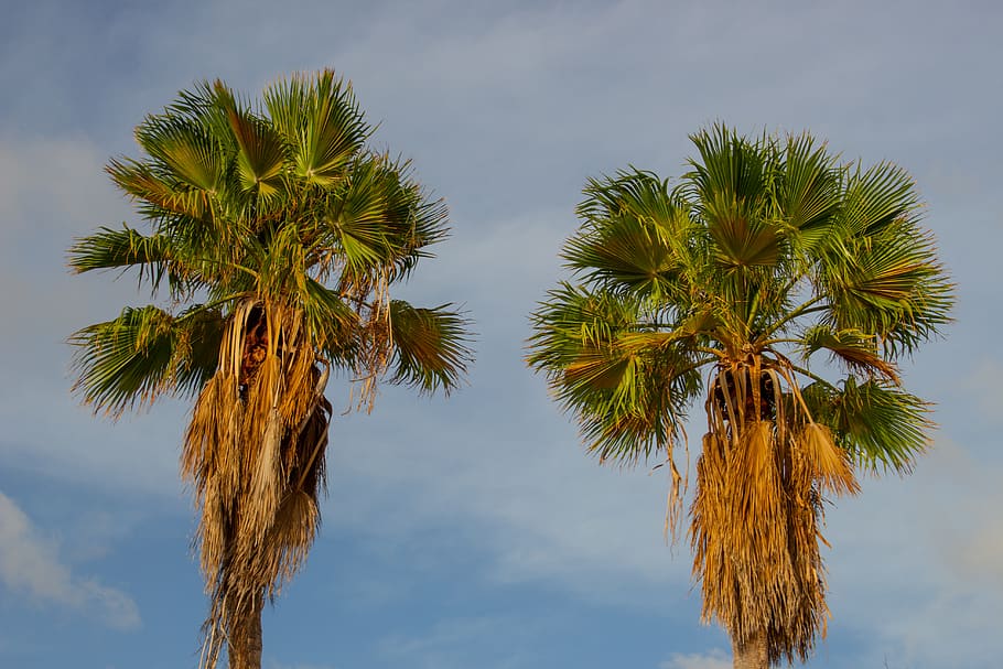 curaçao, willemstad, trees, palmtree, palmtrees, blue, curacao HD wallpaper