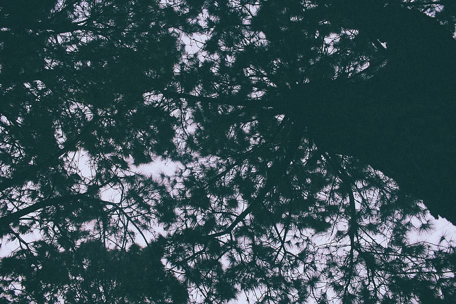winter, highland, cold, darkne, sky, green, look, lookup, lookingup HD wallpaper
