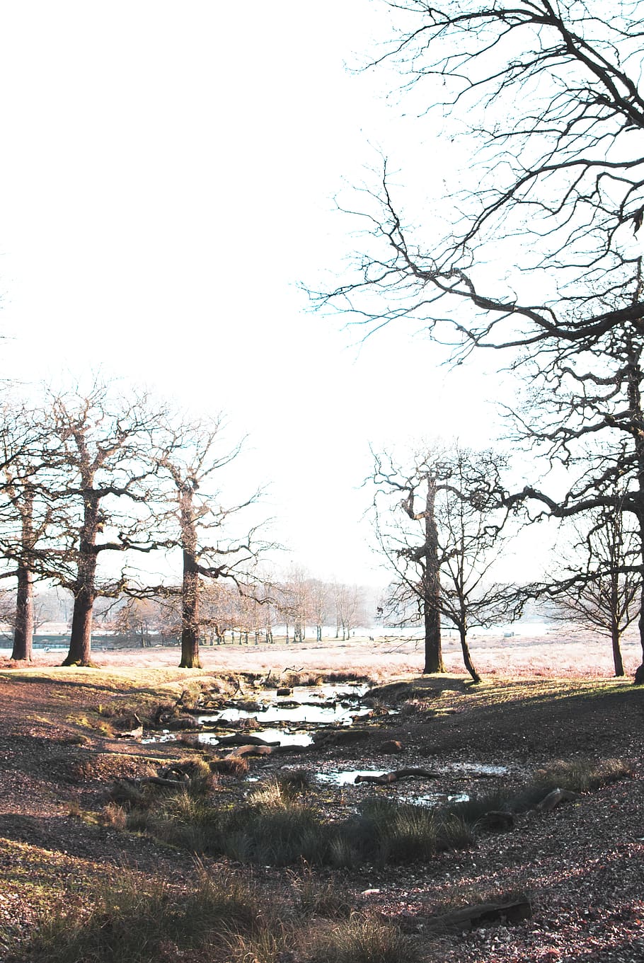 bare trees during daytime, plant, sky, tranquility, tranquil scene HD wallpaper