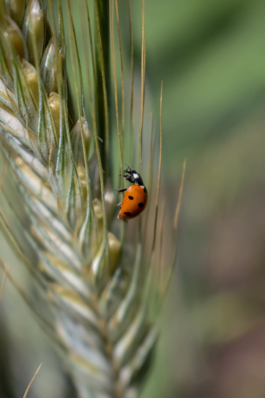 field, summer, insect, beetle, grass, kolosok, nature, harvest, HD wallpaper