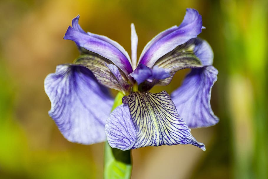 iris, iris pallida, flower, macro, light purple, flowering plant HD wallpaper
