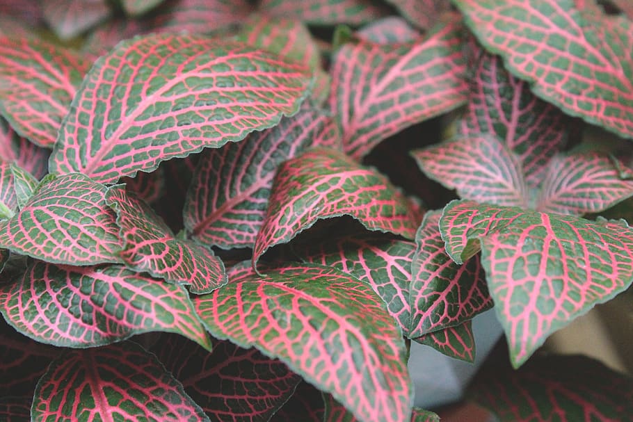 Maroon and Green Leaves on Focus Photo, bright, close-up, colors HD wallpaper