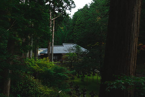 house beside trees, outdoors, nature, building, countryside, rural HD wallpaper