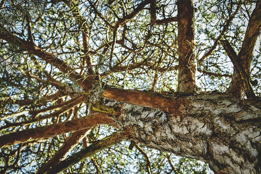 tree, strain, pine, nature, branches, evergreen, conifers, other perspective HD wallpaper