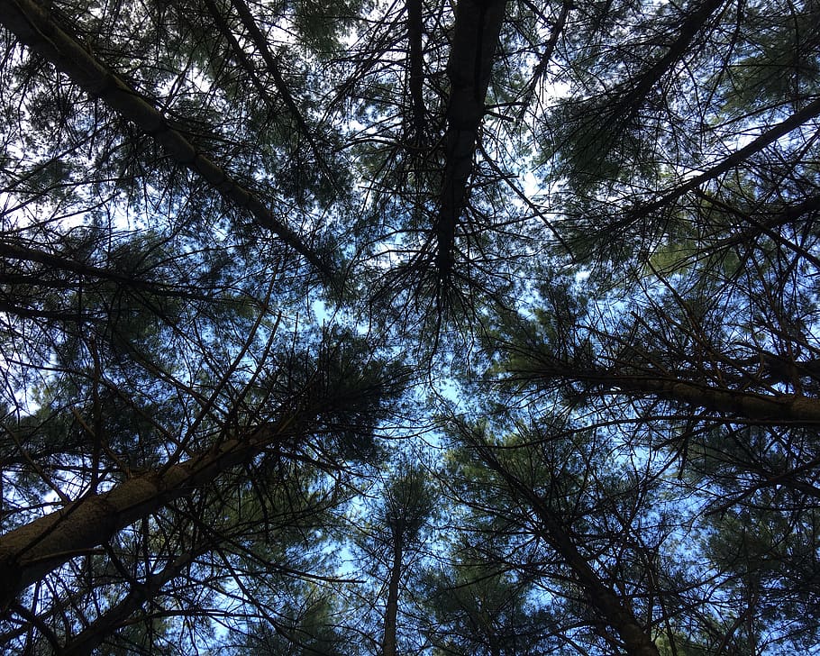 low angle photography of tall trees during daytime, plant, conifer, HD wallpaper