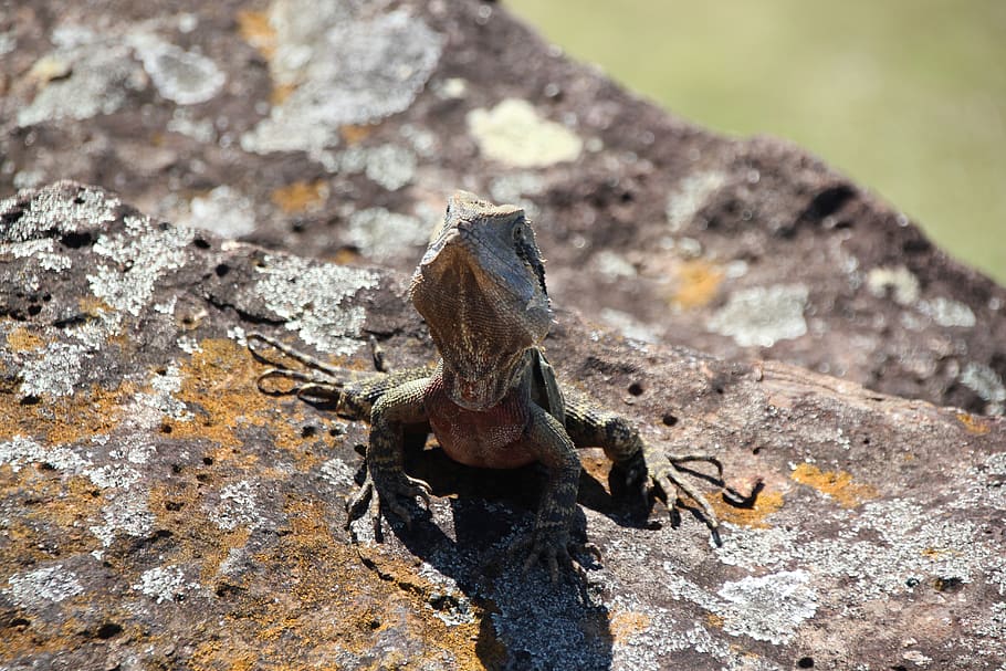 australia, gold coast, lizard, animals in the wild, animal themes HD wallpaper
