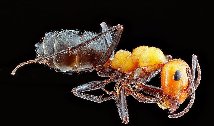 close, closeup, ant, animal, wild, nature, insect, black background HD wallpaper