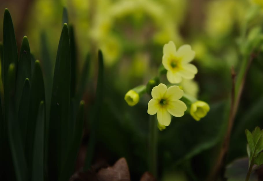 Yellow Petaled Flower in Selective Focus Photography, bloom, blooming HD wallpaper