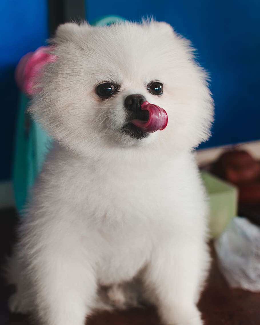 dog, pet, cute, white dog, tongue, haha, animal, domestic, one animal