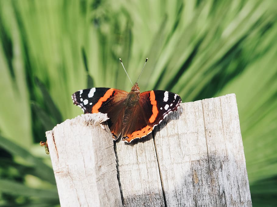 orange and black butterfly, invertebrate, animals in the wild HD wallpaper
