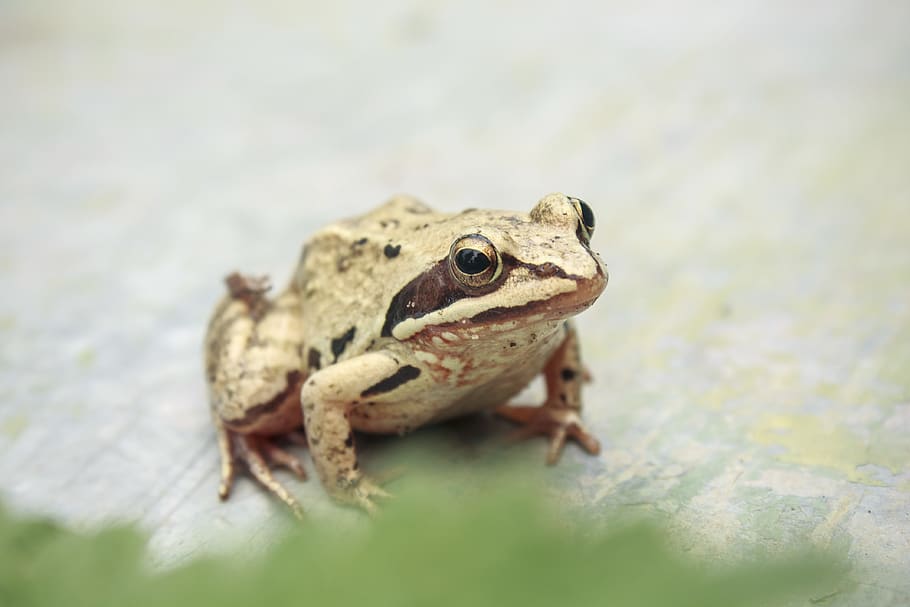 frog, animal themes, one animal, animal wildlife, animals in the wild HD wallpaper