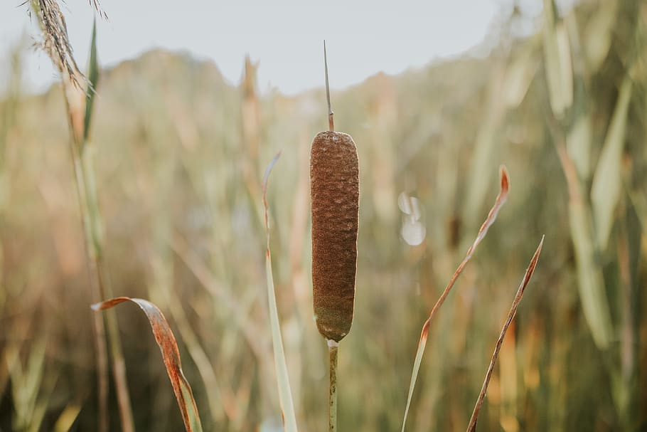 Close-Up Photo Of Plant, field, grass, growth, macro, outdoors HD wallpaper