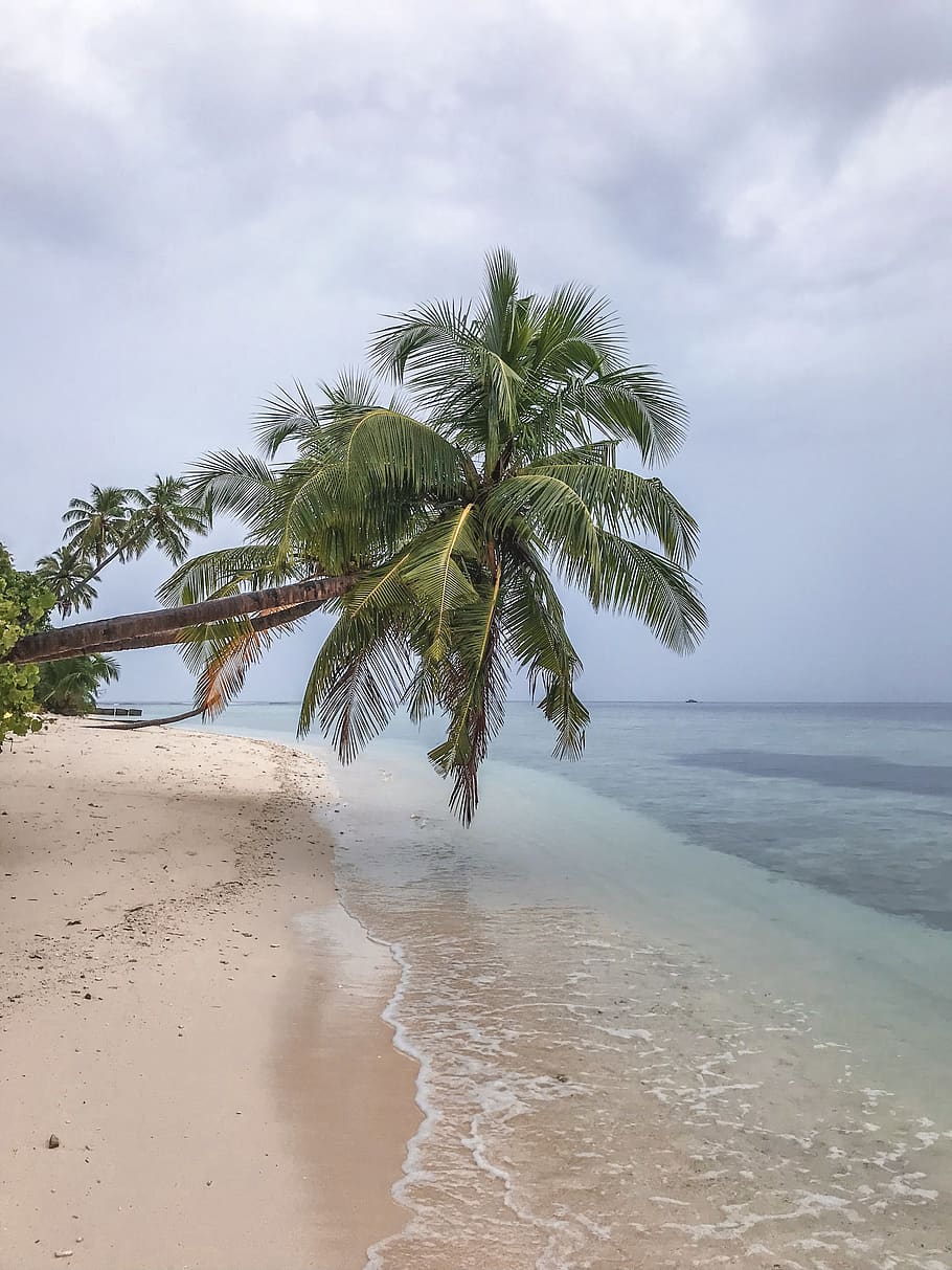 maldives, trees, palmtrees, beach, waves, ocean, sea, tropical HD wallpaper