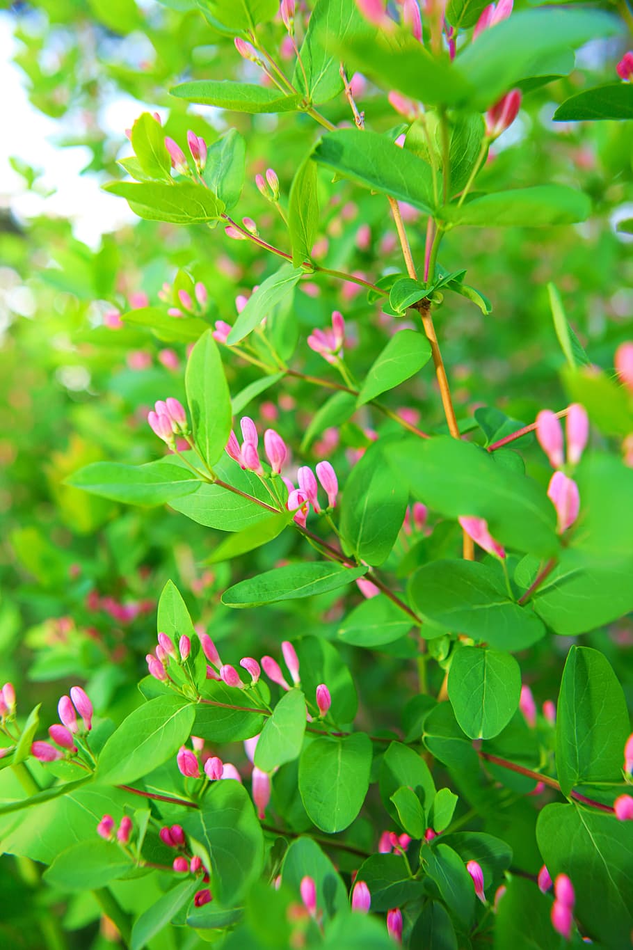 flower, con2011, nature, growth, plant, plant part, leaf, green color HD wallpaper