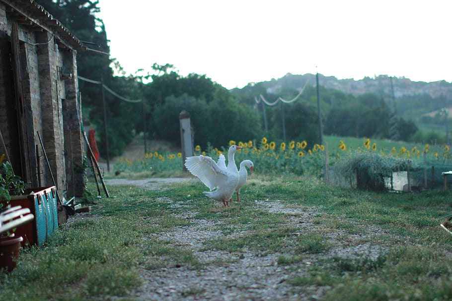 italy, osimo, move, change, fly away, nature, geese, eco, bio HD wallpaper