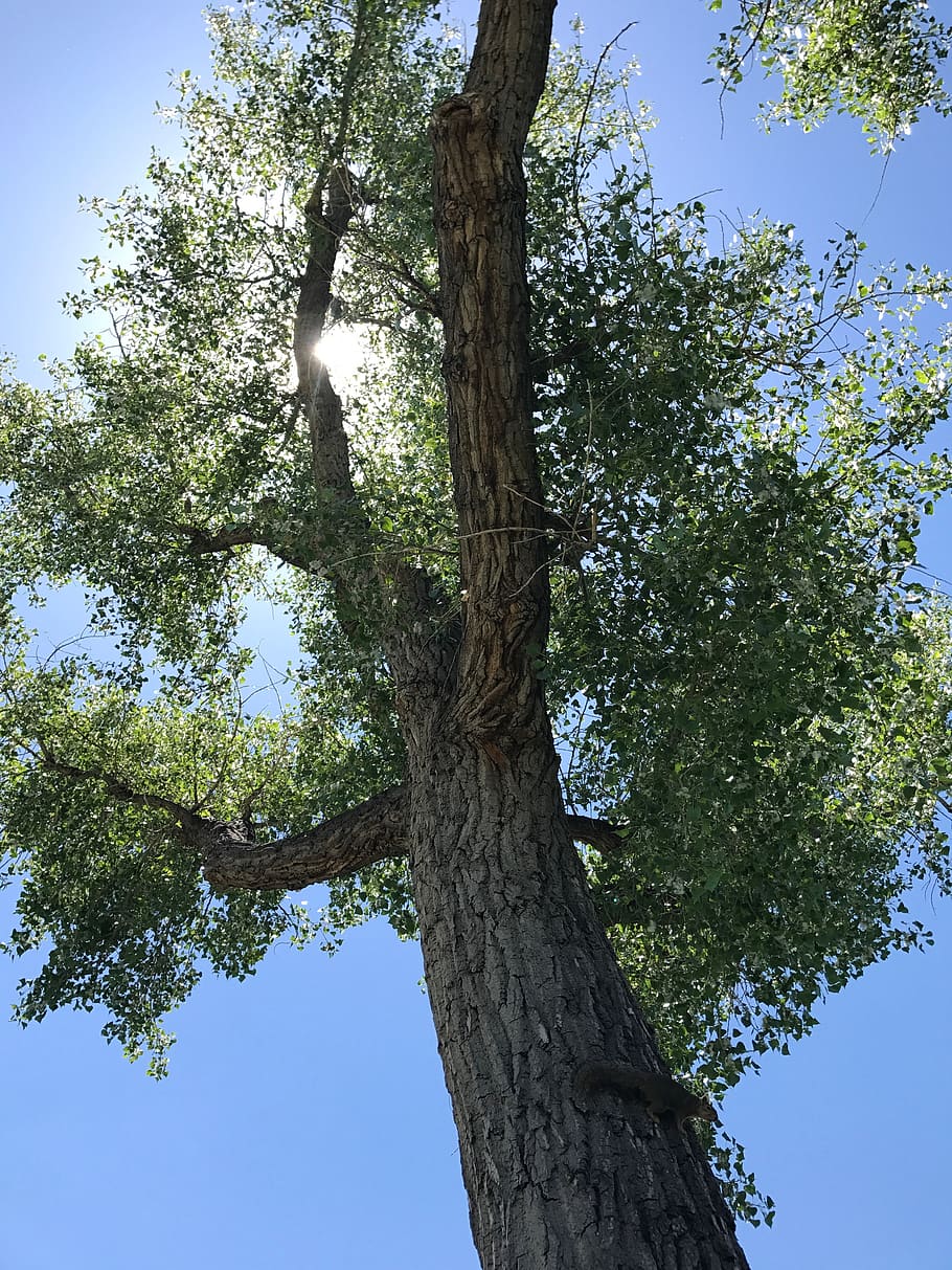 tree, trees, leaves, leaf, sky, plant, tree trunk, growth, low angle view HD wallpaper