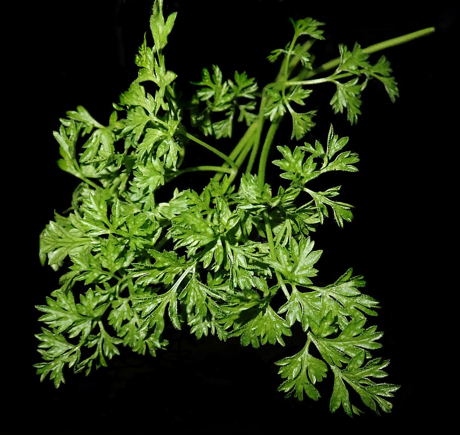 chervil, herb, cooking, garden, nature, green color, plant HD wallpaper