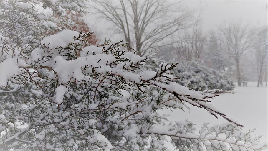 winter, cold temperature, snow, tree, plant, white color, tranquility HD wallpaper