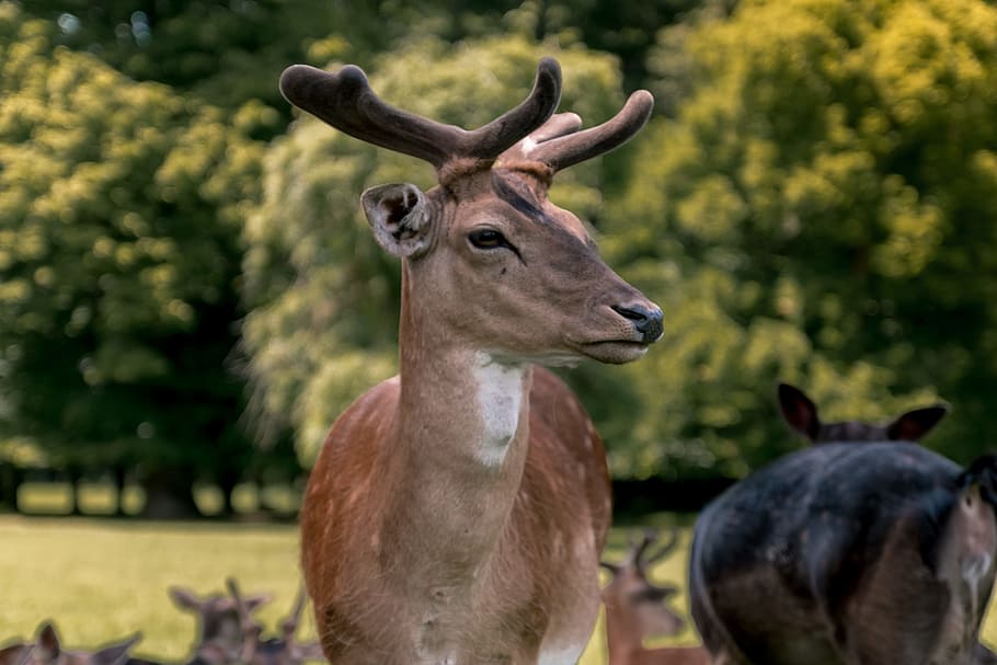 Beautiful portrait of deer at forest, animal, animal themes, animal wildlife HD wallpaper