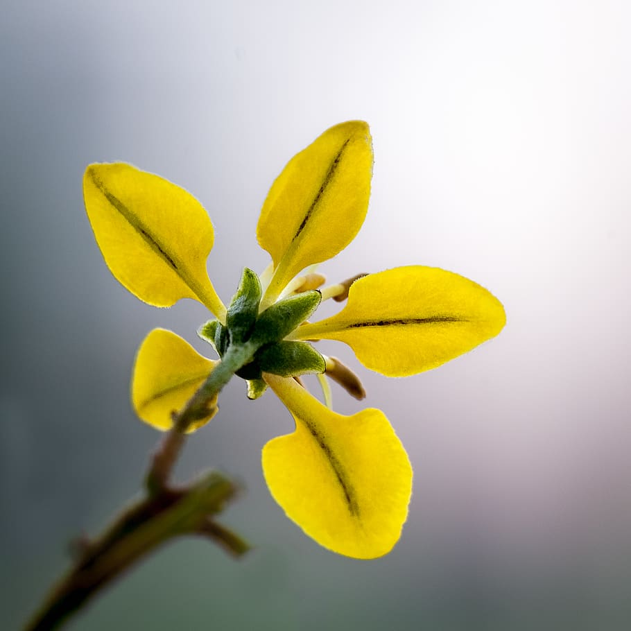 Close Up Photo of Yellow 5 Petal Flower, bloom, blossom, flora HD wallpaper