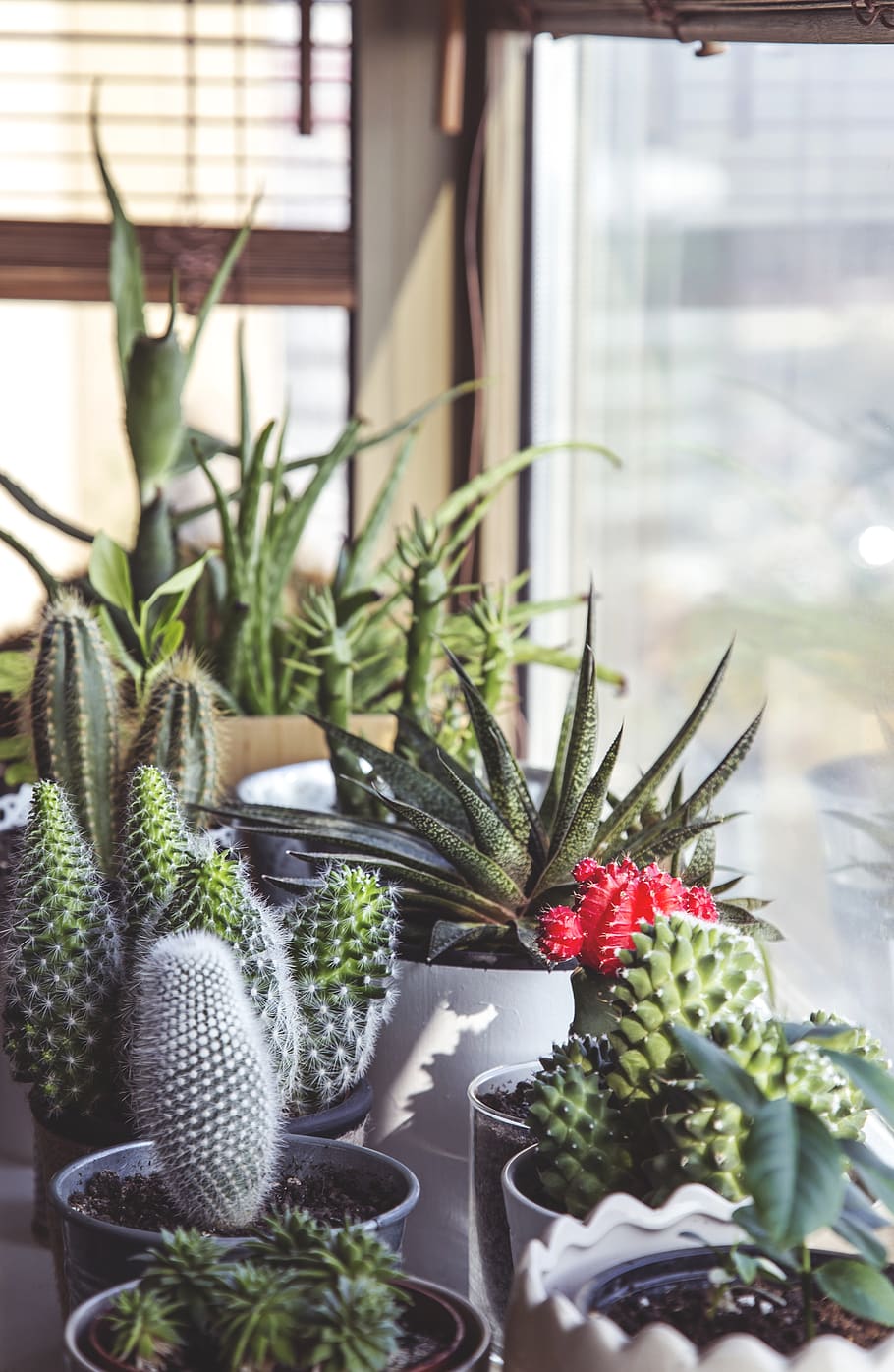 assorted-type cacti, plant, succulent plant, potted plant, cactus HD wallpaper