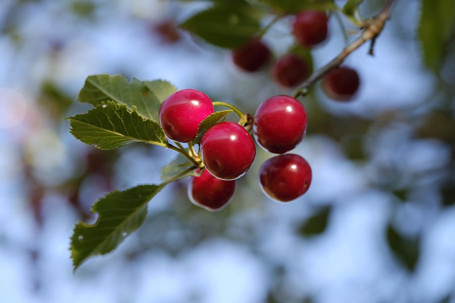 cherry, bird cherry, sweet cherry, fruit, stone fruit, pome fruit HD wallpaper