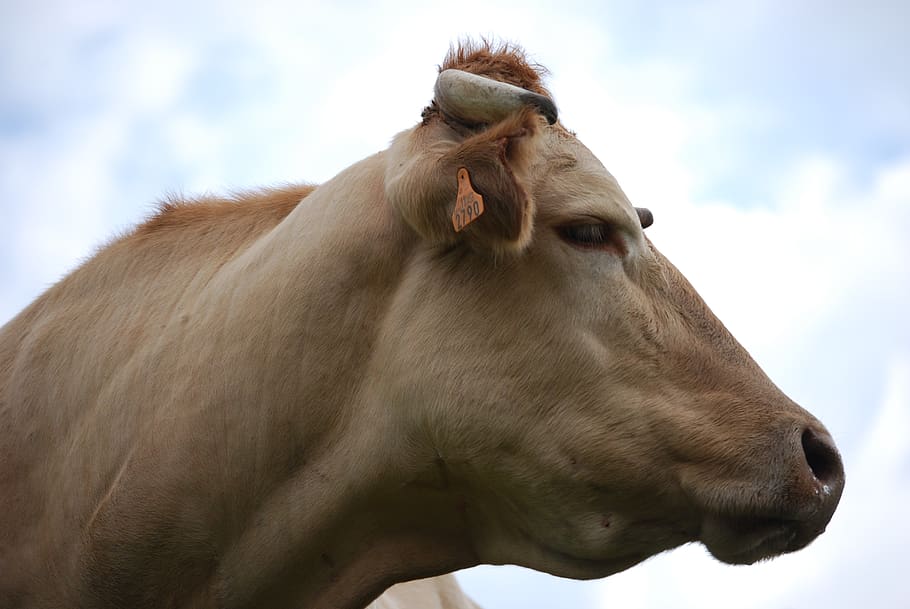 cow, animal, mammal, cloud - sky, domestic animals, livestock HD wallpaper
