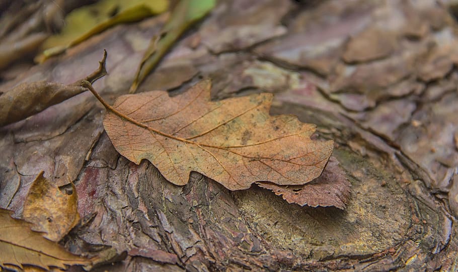 oak leaf, autumn leaf, nature, brown, season, fall, natural HD wallpaper