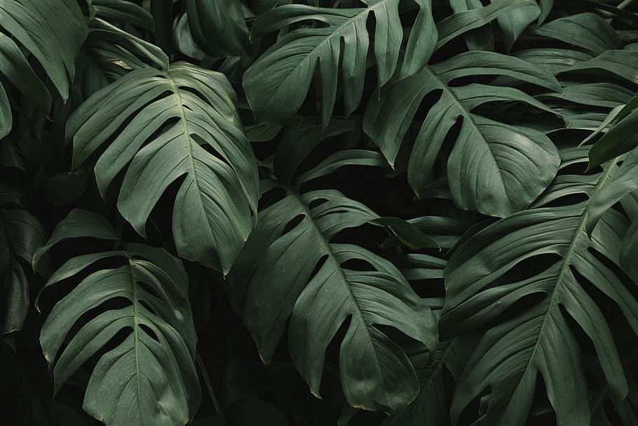 HD wallpaper: Close-up Photo of Leaves, fresh, freshness, garden, green,  greenery | Wallpaper Flare