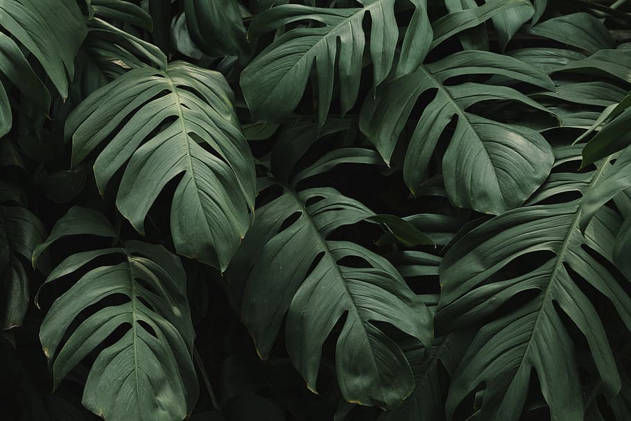 Close-up Photo of Leaves, fresh, freshness, garden, green, greenery