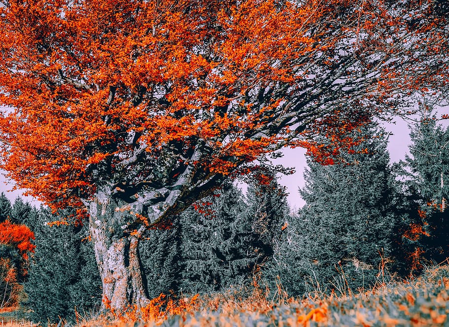 tree, beech, autumn, deciduous tree, autumn forest, leaves HD wallpaper