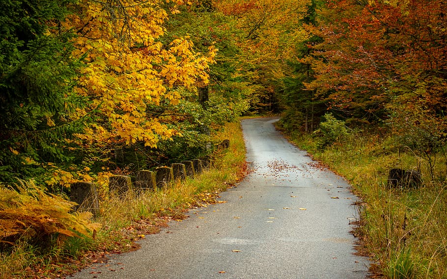 gray road between trees during daytime, autumn, plant, change HD wallpaper